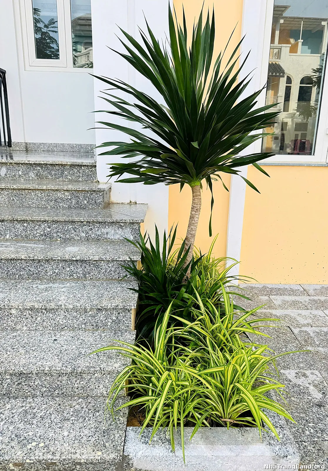 Cây cảnh dừa cọ trước cửa shophouse Sun Park